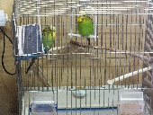 nasze papużki
